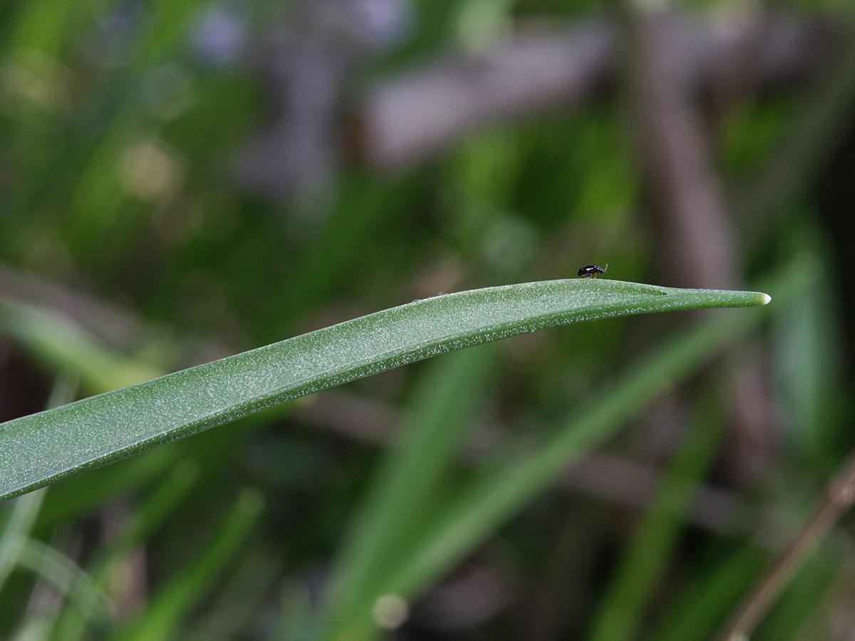 Gagea lutea